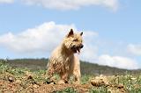 CAIRN TERRIER 100
